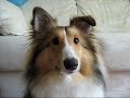 Sheltie Surprise - Puppy