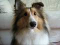 Sheltie Surprise - Puppy