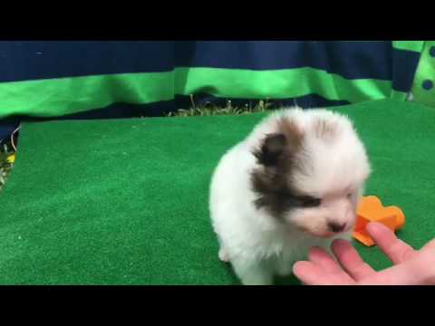 Grace-female sable parti pomeranian