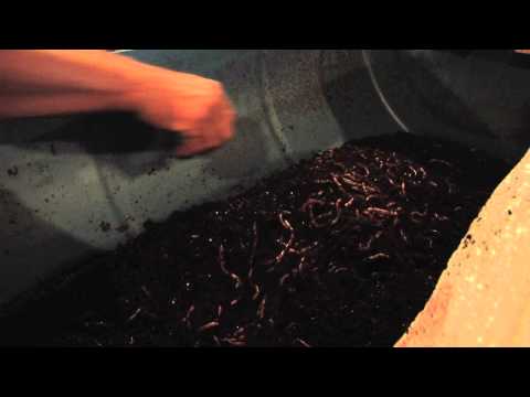 how to grow worms