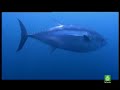 los secretos del gran tiburon blanco 4