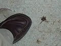 killing a monstrosity of a spider
