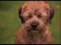 A dog is learning how to be a smart dog!!!