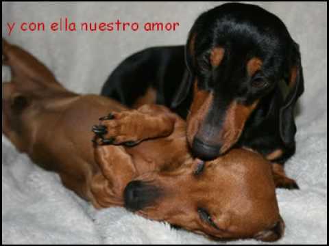 Teckel - Perros de Raza « ISolomascotas.CoM »