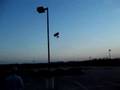 videos de 3D Batix Bobbye-Light Pole