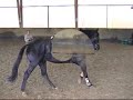 rubin son, hanovrien de 3 ans rubin son, hanovrien de 3 ans
