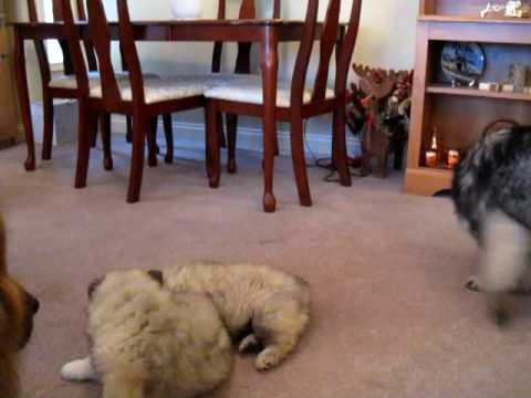 eurasier