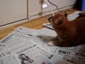 柴犬動画