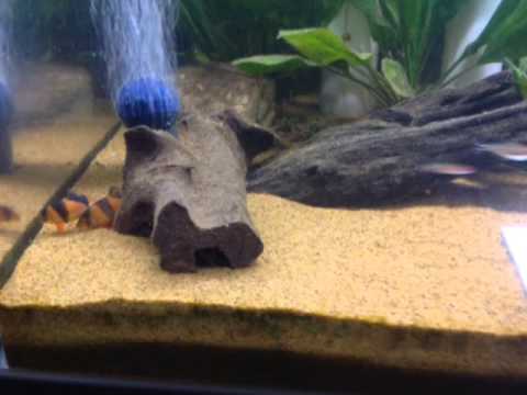 how to eliminate aquarium snails