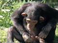 video animali divertenti