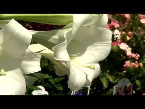 video-linktoworks-Easter lilies can be used after Easter