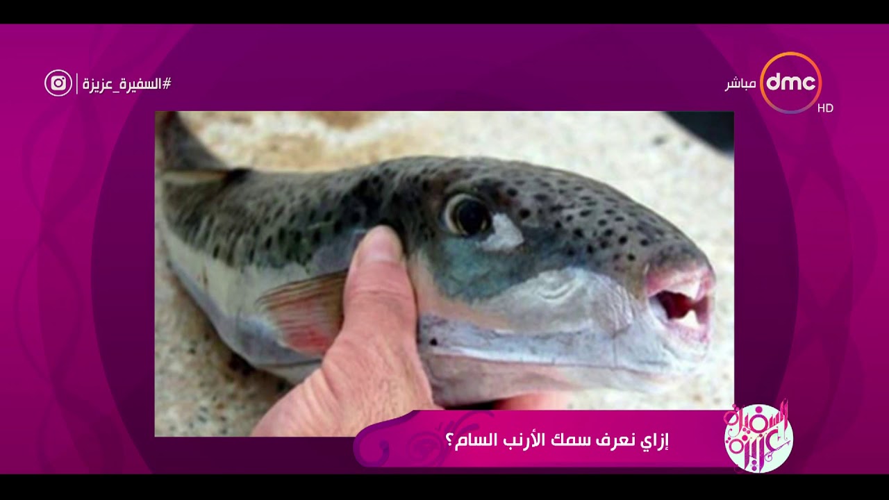 السفيرة عزيزة - د.محمد بكير .. يوضح خطورة سمك الأرنب السام