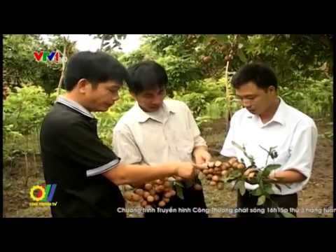 Đẩy mạnh xúc tiến thương mại tiêu thụ nhãn lồng Hưng Yên 
