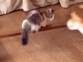 Munchkin Cat 4 Munchkin Cat 4