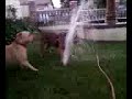 chopper & kush playing.3g2