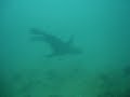 Buceo Las Grutas