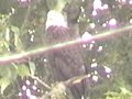 Jul 6 Status of Eaglets