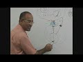 USMLE Step 1 - Immunology Lecture - T Helper cells and B cells 6/10
