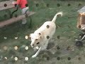 DOG Yellow lab DAISY