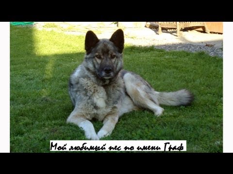YouTube Трейлер