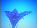 rurouni kenshin  butterfly