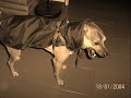 orzo   il mio bimbo   cani pazzi
