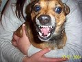 orzo   il mio bimbo   cani pazzi