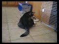 Alaskan Malamute Puppy Drinking Water
