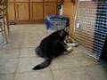 Alaskan Malamute video