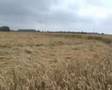 Cropcirkel Brussegem