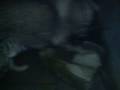videos de Zeus