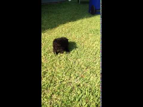 Puppy playing in yard.......