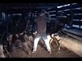 DECLINE OF HUMANITY Lethargic Worms