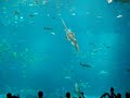 Georgia Aquarium