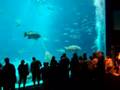 Georgia Aquarium