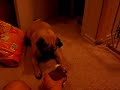 Pug howls at squeaky toy