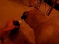 Pug howls at squeaky toy