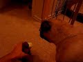 Pug howls at squeaky toy