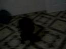 perro pillburt  ?  neron