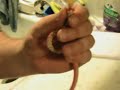 Tube Feeding a Snake
