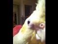 Video: Bird Makes Dubstep Beat