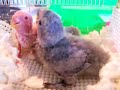 Candy Lovebird Babies in Brooder