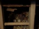 lovebird-throws-a-temper-tantrum.html