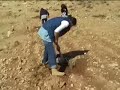 Planting Olive Trees Planting Olive Trees