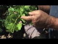 Axial Vinos - The Harvest In Aragón