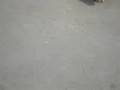 perro ciego 1