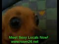 my sexxxy dog :-) my sexxxy dog :-)