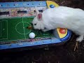 Zwergkaninchen kicken Zwergkaninchen kicken