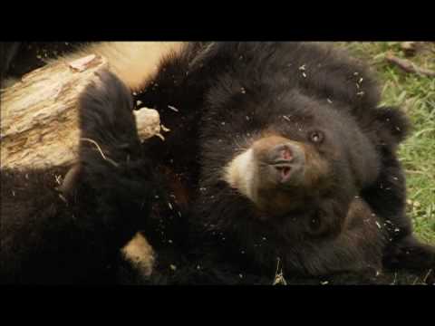 Moon Bears’ Journey<br>to Freedom Part 1