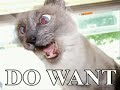 Very Funny Cats 19